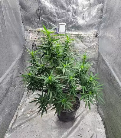 SoCal Masterkush Seeds