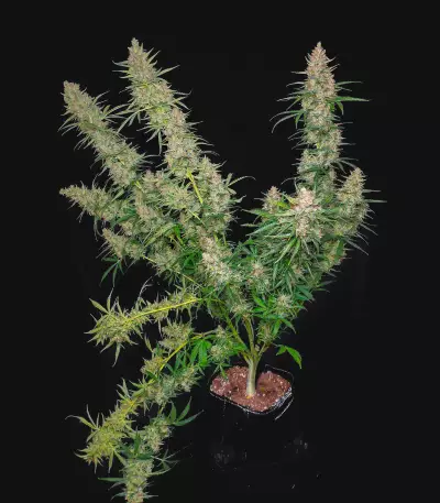Graines féminisées de Sour Jealousy Auto (Fast Buds)