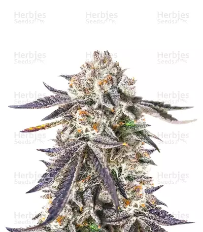 Sour MAC F1 Feminized Seeds (Seedkeepers)