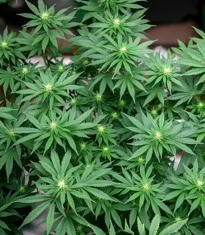 Black Cherry Punch Seeds