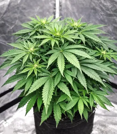 Ceres Kush Seeds