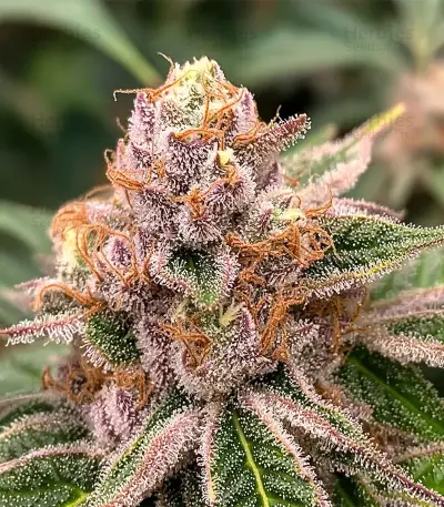 Chemdog Gorilla (Expert Seeds) Seeds