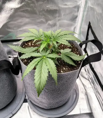 Cookies Gelato Seeds (Royal Queen Seeds)
