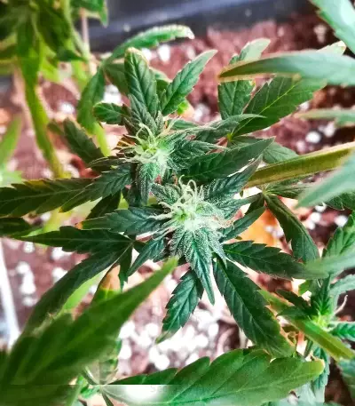 Cristal Limit feminized seeds