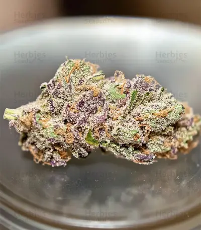 Diesel Seeds