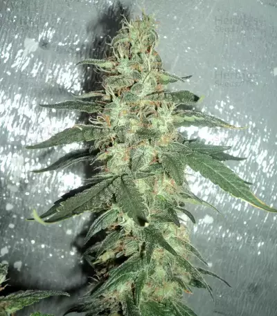 Exodus Cheese x Jack Herer x NL5 feminized seeds