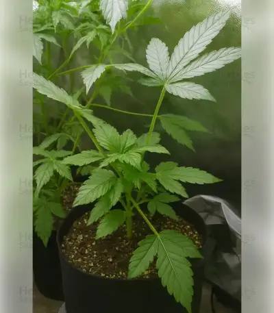 Fat Bastard Auto Seeds