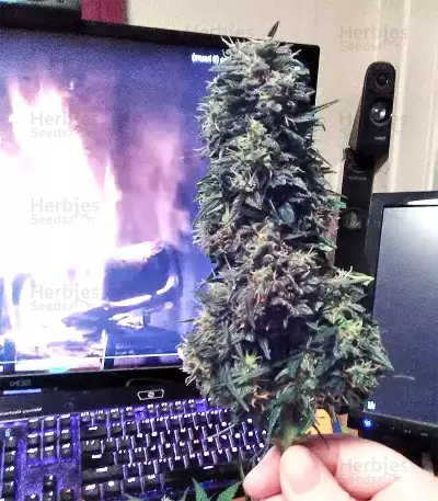 Gorilla Auto (GG#4 Original Glue Auto) (Expert Seeds)