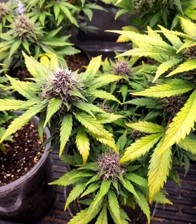 Gorilla King Auto Seeds