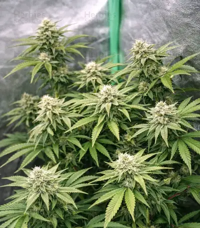 Gorilla Melon Seeds