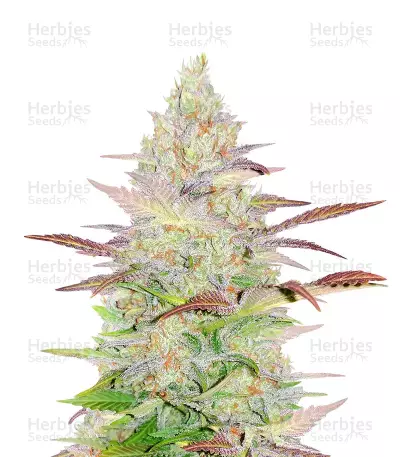 Jack Herer