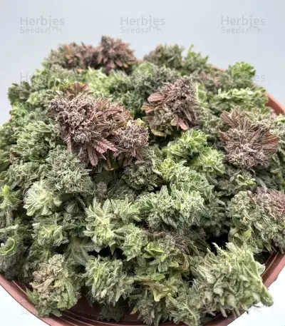 Kerosene Krash Auto Seeds