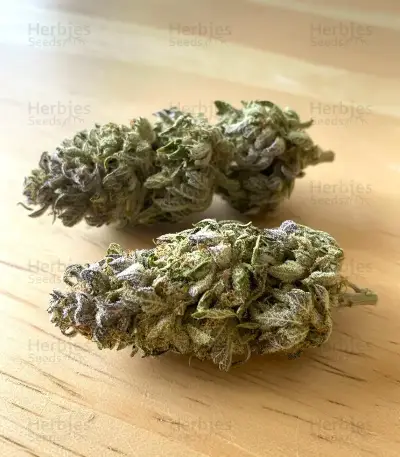 Lemon Mandarin Seeds