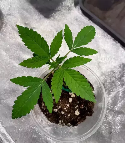 Semi Femminizzati Mimosa (Herbies Seeds)
