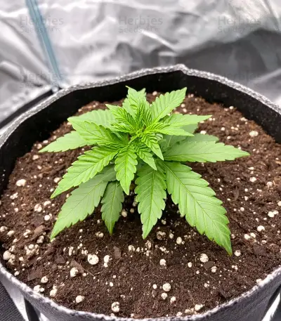 Mimosa Punch Auto Seeds
