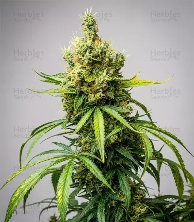 Sementes Feminizadas de OG Kush Auto (Barney's Farm)