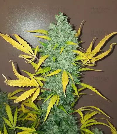 Original Auto Sour Diesel (Fast Buds)