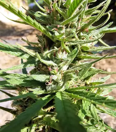 Graines de cannabis Panama (CannaBioGen)