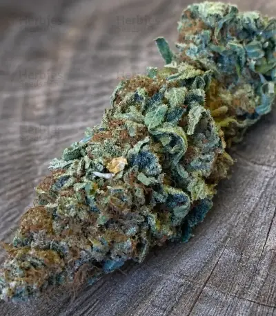 Planet Of The Grapes Auto Seeds (Ethos Genetics)
