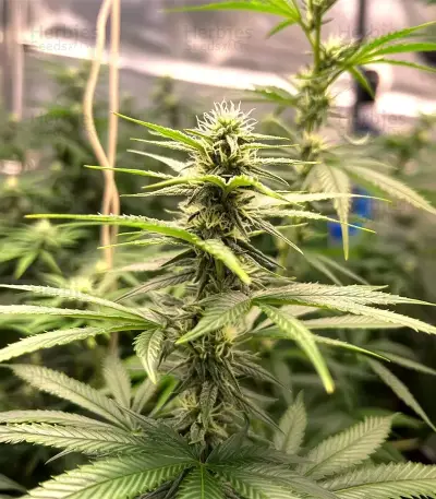 Runtz Triploid feminized seeds