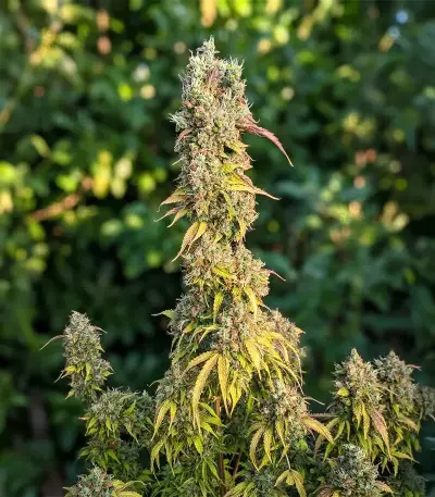 S.T.D feminized seeds