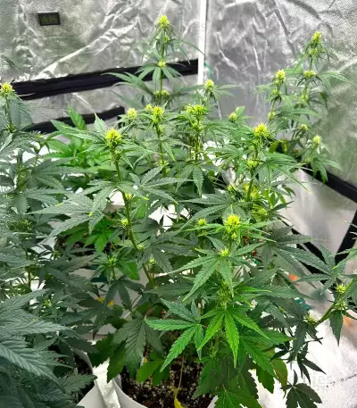 Skystomper 2.0 Auto (Mephisto Genetics)