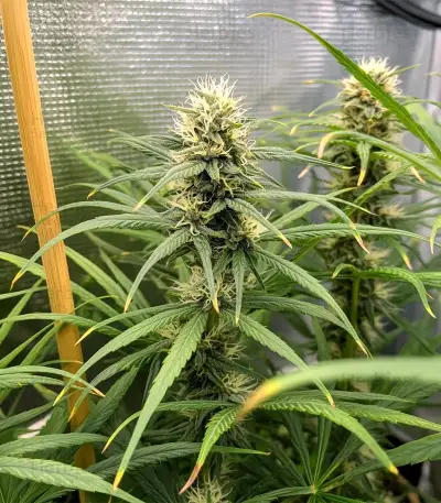 Strawberry Cough Auto Seeds