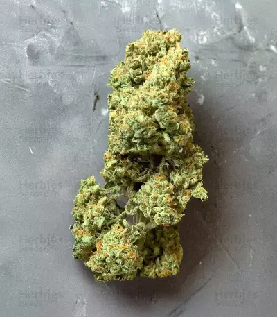 Graines féminisées de Vanilla Latte Autoflower (Humboldt Seed Company)