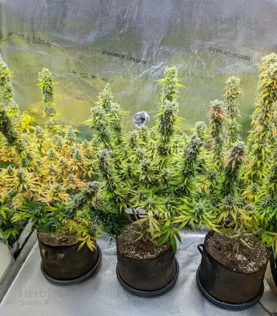 White Gold Feminized seeds