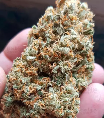 Graines de cannabis The Cinderella's (Sumo Seeds)