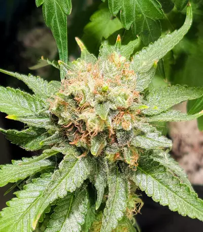 Violet Kush Auto feminized seeds