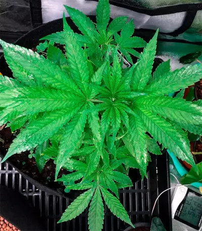 Runtz (Herbies Seeds)