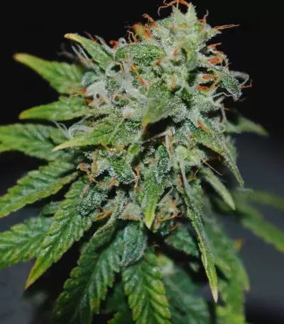 24K Gold (Kosher Tangie) Seeds