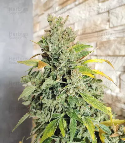 Original Auto Russian Seeds