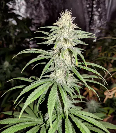 Lemon OG Kush Seeds