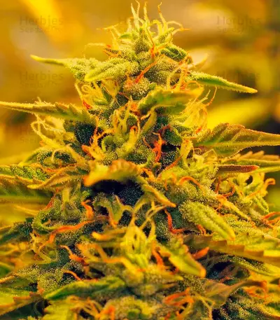 Jack 47 Auto Seeds