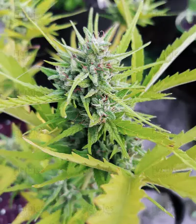 Mexican Airlines Auto (Fast Buds)