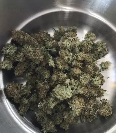Alien OG Regular strain
