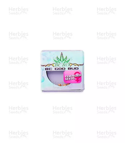 BC God Bud (BC Bud Depot Seeds) Cannabis-Samen