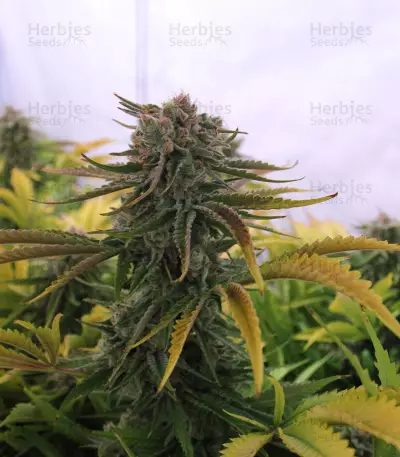 Critical Kush Seeds