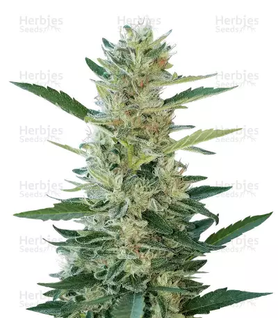 Buy Durban Poison feminized seeds