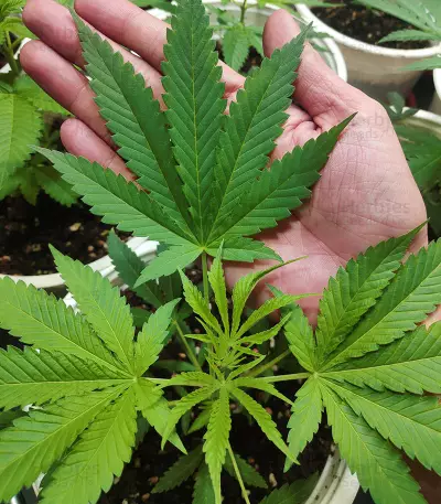 Ghost Rider OG Seeds