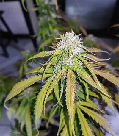 Hindu Kush feminized seeds