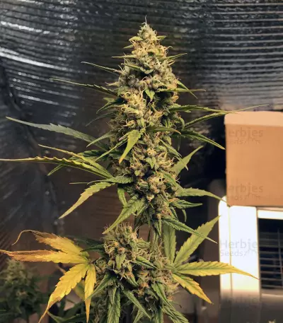 Jack 47 XL Auto Seeds