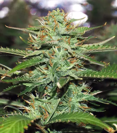 Jack 47 XL Auto Seeds