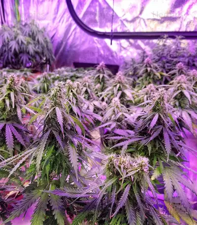 Jack Diesel Express Auto feminized seeds