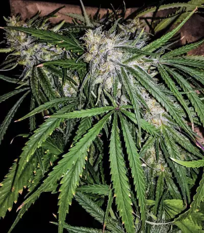 Killer Purps (Bomb Seeds)
