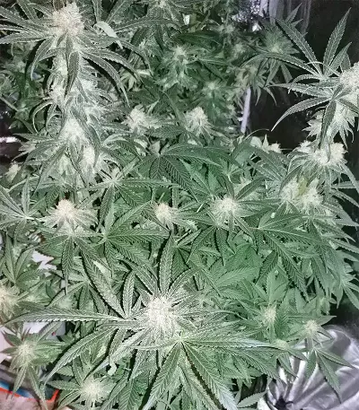King Kong Seeds