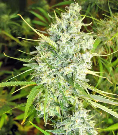 Malawi Breeders Pack feminized seeds