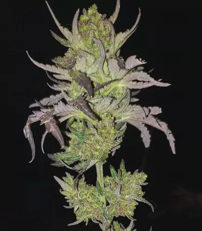 Monster Bruce Banner feminized seeds